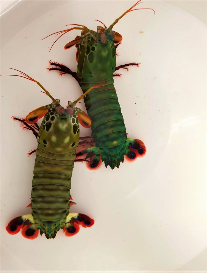 Odontodactylus scyllarus (pair)