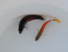 Ogilbyina novaehollandiae (male)