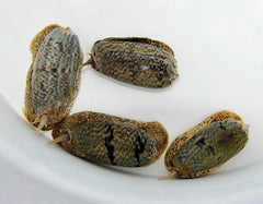 Oliva spp.