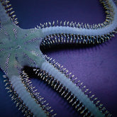 Ophiarachna incrassata