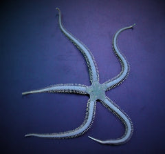 Ophiarachna incrassata