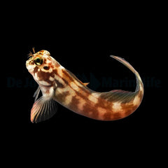 Ophioblennius atlanticus