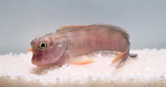 Ophioblennius atlanticus