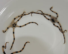 Ophiolepis superba