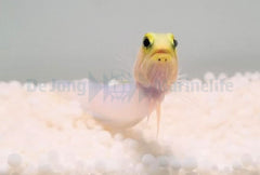 Opistognathus aurifrons - T.B.