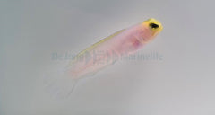 Opistognathus aurifrons - T.B.