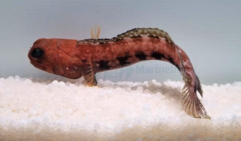 Opistognathus castelnaui