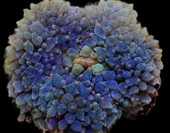 Rhodactis osculifera (Blue) (per ear)