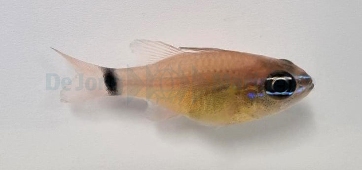 Ostorhinchus aureus