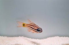 Ostorhinchus compressus