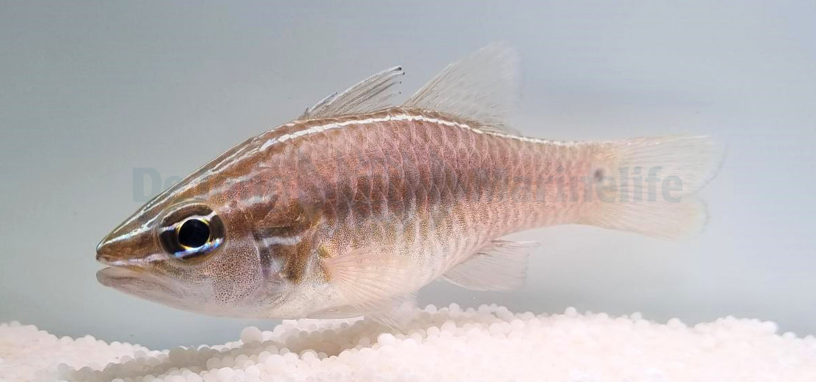Ostorhinchus hartzfeldii