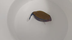 Ostracion cyanurus (male)
