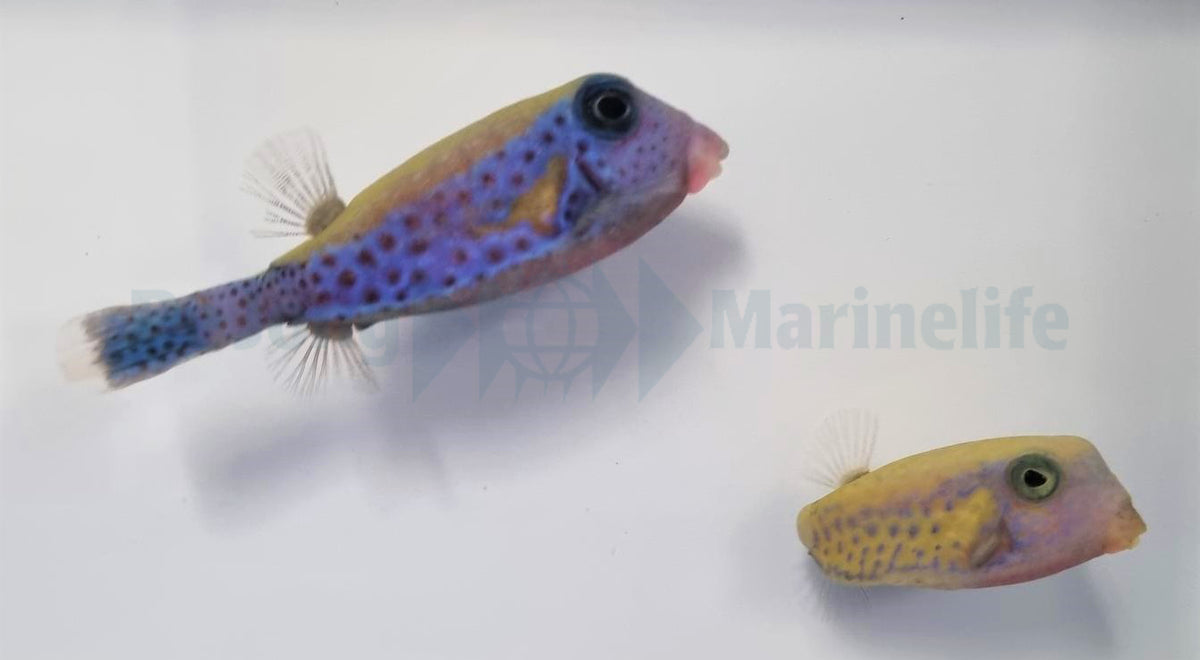 Ostracion cyanurus (Pair)