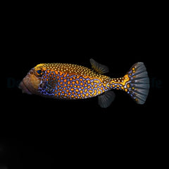 Ostracion meleagris (male)