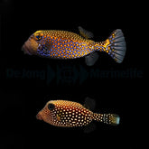 Ostracion meleagris (pair)