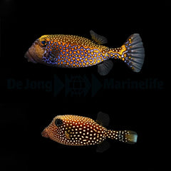 Ostracion meleagris (pair)