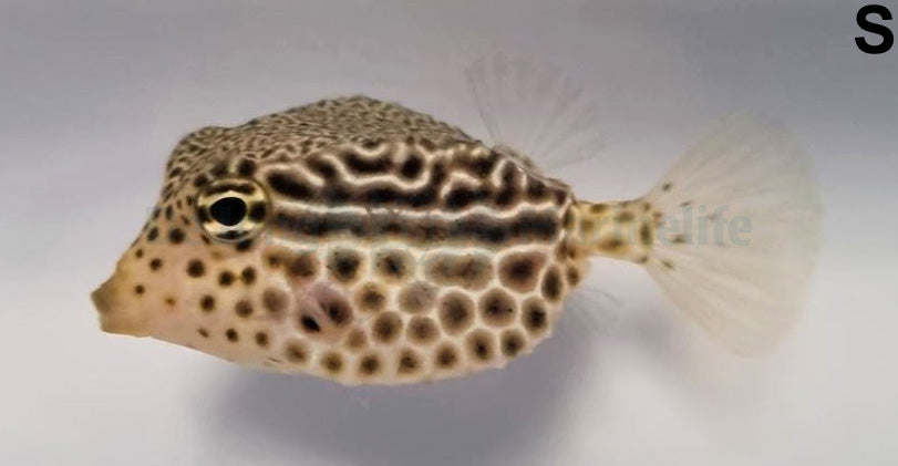 Ostracion solorensis (female)