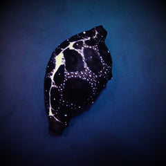Ovula ovum