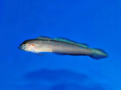 Oxymetopon compressus