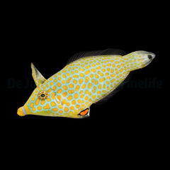 Oxymonacanthus halli (Red Sea)