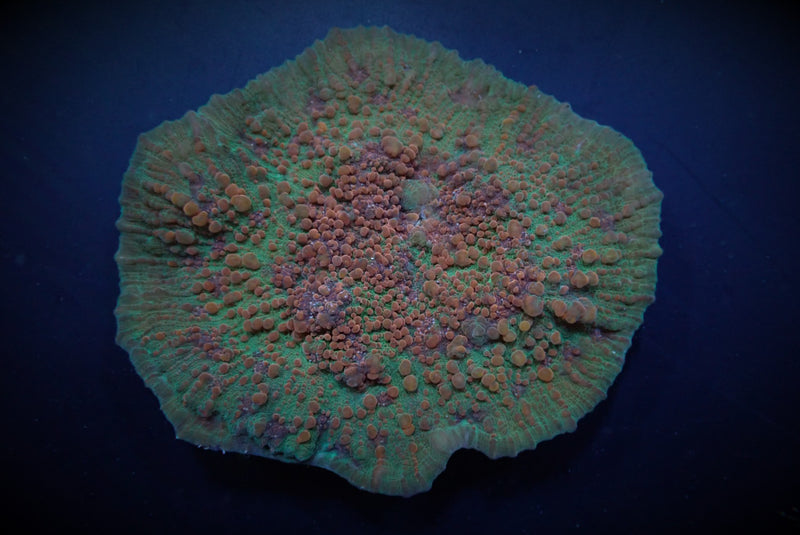 Oxypora spp.