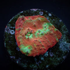 Oxypora spp. (Premium) (frag)