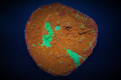 Oxypora spp. (Premium)