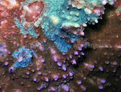 Oxypora spp. (Premium)