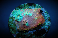 Oxypora spp. (Ultra) (frag)