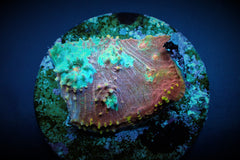 Oxypora spp. (Ultra) (frag)