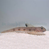 Oxyurichthys stigmalophius