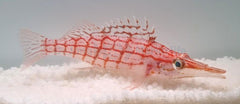 Oxycirrhites typus
