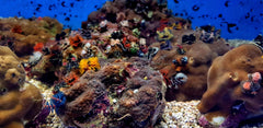Porites bisperma (Australia)