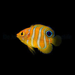 Pygoplites diacanthus - T.B.