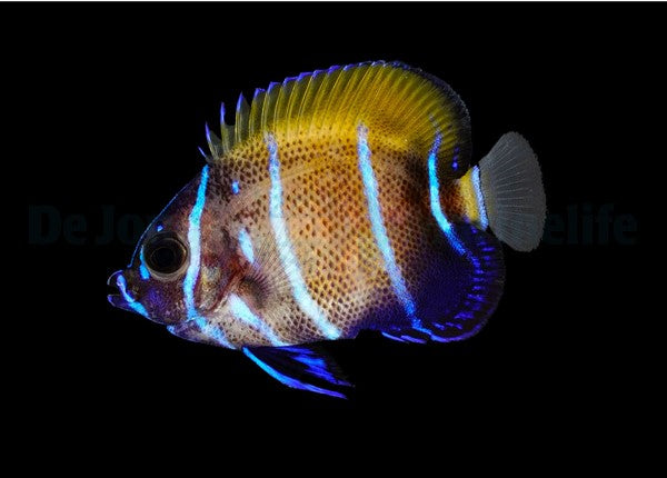 Pomacanthus navarchus - T.B.