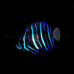 Pomacanthus navarchus - T.B.