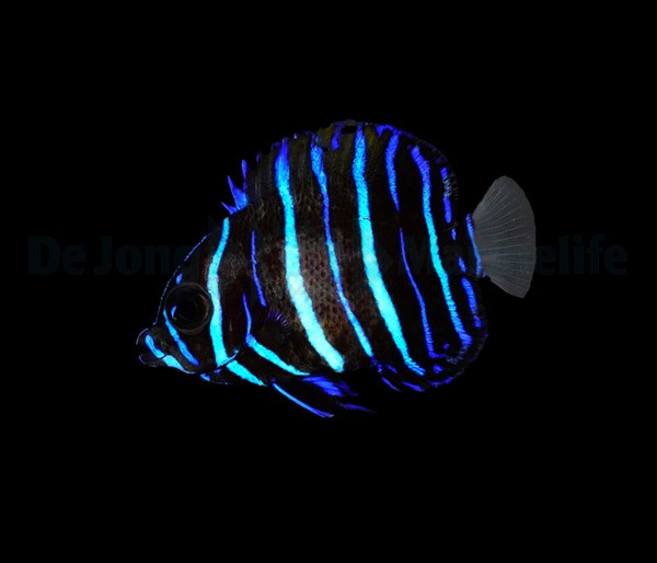 Pomacanthus navarchus - T.B.