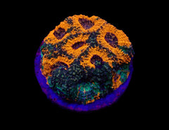 Acanthastrea echinata (Ultra) (frag)