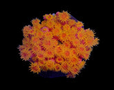 Tubastraea faulkneri (Orange)