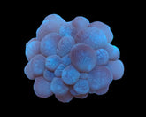 Plerogyra sinuosa (frag)