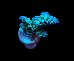 Acropora tenuis (Grade A) (frag)