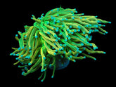 Euphyllia glabrescens (Rapunzel Holy Grail) (1 hd.)