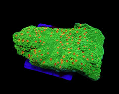 Montipora spp. (Chilli Pepper) (frag)