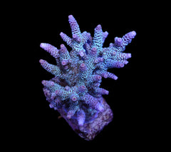 Acropora millepora (Blue)
