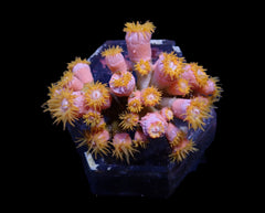 Dendrophyllia spp. (+/- 8-9 polyps)