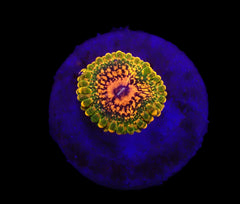 Zoanthus spp. (Grand Master Krakatoa) (1 Polyp)