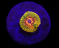 Zoanthus spp. (Grand Master Krakatoa) (1 Polyp)