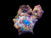 Discosoma spp. (Special Selected) (Ultra)