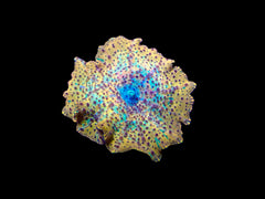Discosoma spp. (Special Selected) (Ultra)