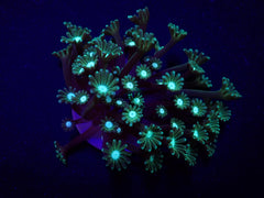 Alveopora spp. (Green) (frag)